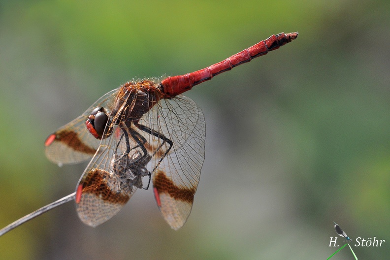 Gebänderte Heidelibelle (Sympetrum pedemontanum)